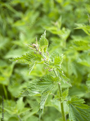 Photo: stinging nettles stinging nettles