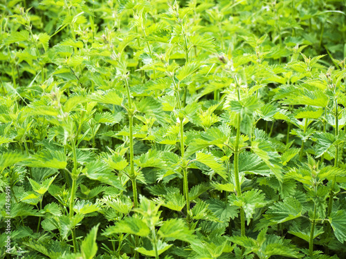 Photo: stinging nettles stinging nettles