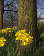 daffodil