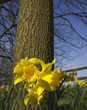 daffodil