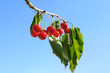 Une grappe de cerises.