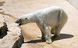 Orso polare