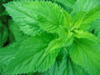 nettles