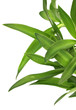 plantules d'agave