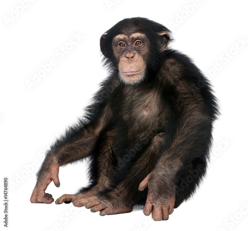 Foto: Young Chimpanzee - Simia troglodytes (5 years old) Young Chimpanzee - Simia troglodytes (5 years old)