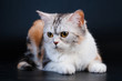 Scottish Straight breed cat tortoiseshell color.