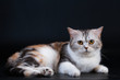 Scottish Straight breed cat tortoiseshell color.