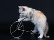 Scottish Straight breed cat tortoiseshell color.