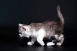 Three Scottish Straight breed kitten walk.