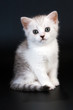 Scottish stright breed pussycat