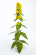 Foto: Gelbe Gartenpflanze Gelbe Gartenpflanze