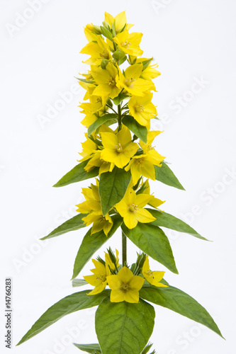 Foto: Gelbe Blume Gelbe Blume