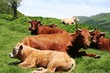 Vaches Salers en Auvergne Vaches Salers en Auvergne