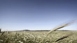 grain in wind grain in wind