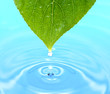 Leaf with water drops
