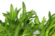 jeunes feuilles de bulbes d'agave