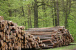 Holz Holz