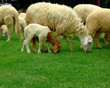 cheep with cute lambs