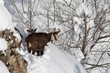 Chamois