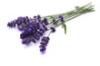 Lavendel