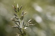 Wildes Gras Wildes Gras