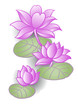 loto rosa