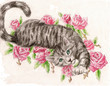 Tabby Rose Cat