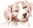Britney Spaniel Puppy