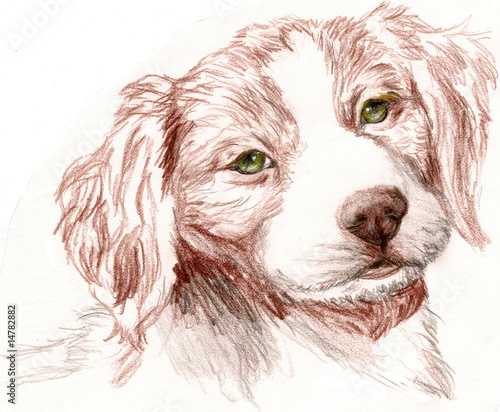Illustration: Britney Spaniel Puppy Britney Spaniel Puppy