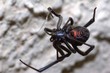 Black widow