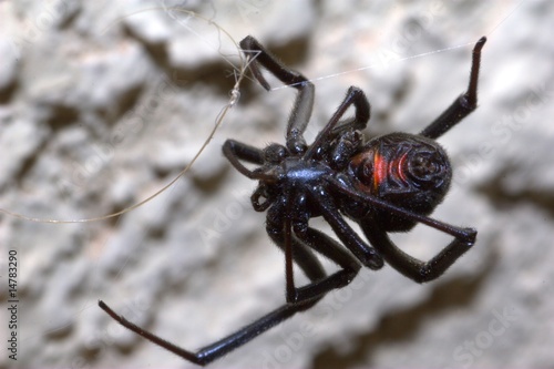Photo: Black widow Black widow