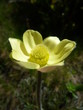 fleur jaune de montagne