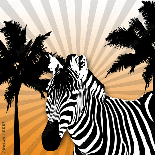 Schwarz Zebra vor schwarzem