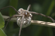 Nursery web spider with her eggs Nursery web spider with her eggs