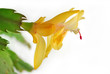 Rhipsalidopsis, "Christmas flower" or "Easter candle"
