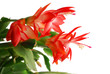 flower of Rhipsalidopsis