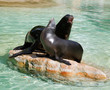 California seal California seal