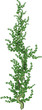 Green Vine With Green Bark