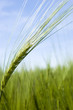 Wheat field on spring