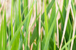 Reed