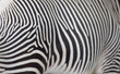 Foto: Zebra Zebra