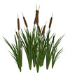 Green and Brown Cattails