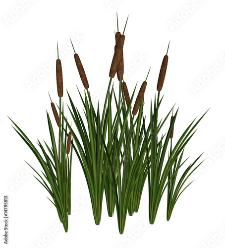 Illustration: Green and Brown Cattails Green and Brown Cattails