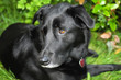 Black dog