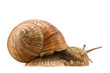 snail