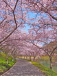 Sakura Saku