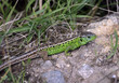 Lézard vert