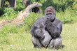 gorille du Congo