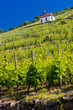 grand cru vineyard, Thann, Alsace, France