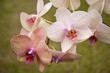 orchid